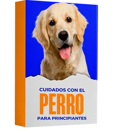 Cuidados con el perro para principiantes