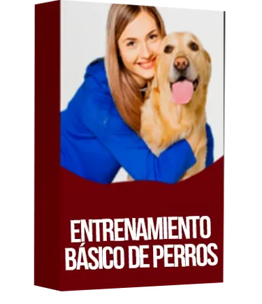 Entrenamiento básico de perros