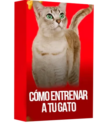 Cómo entrenar a tu gato